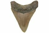 Fossil Megalodon Tooth - North Carolina #225825-1